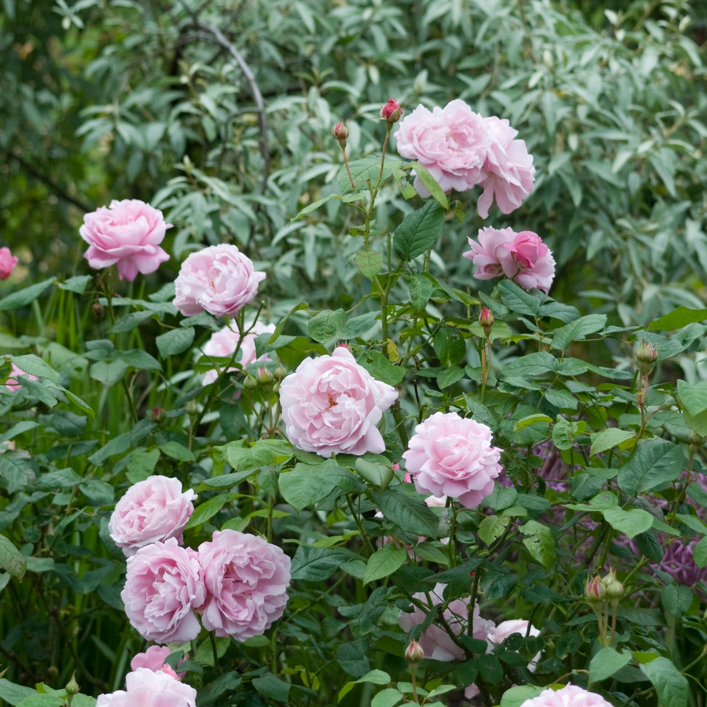 David Austin Rose Mary Rose - 20cm Pot