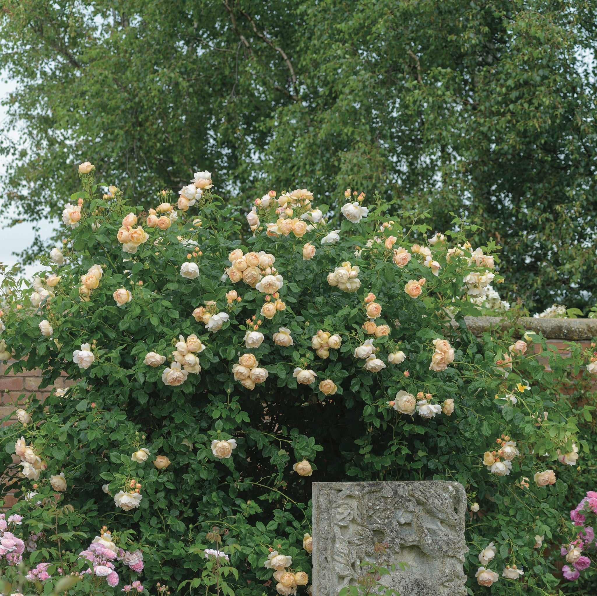 David Austin Rose Wollerton Old Hall - 20cm Pot