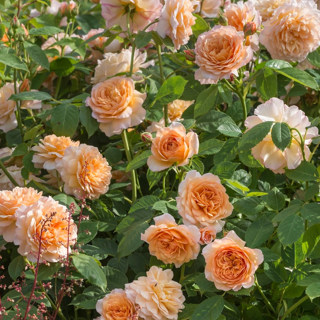 David Austin Bush Rose Grace - 20cm Pot