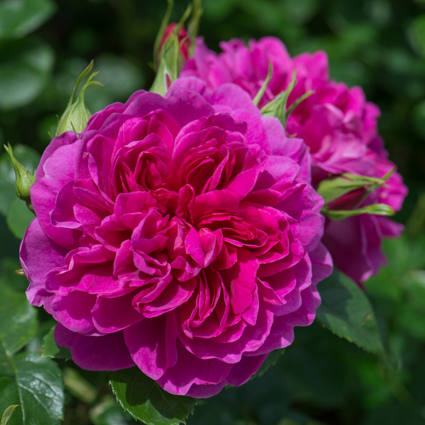David Austin Rose Princess Anne - 20cm Pot