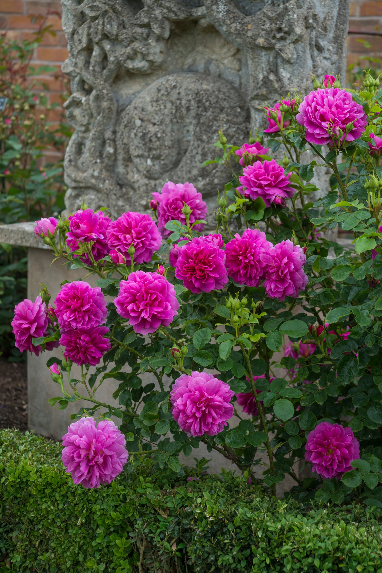 David Austin Rose Princess Anne - 20cm Pot