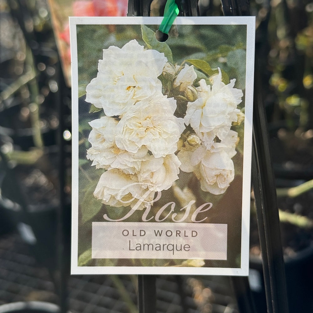Climbing Rose Lamarque - 20cm Pot