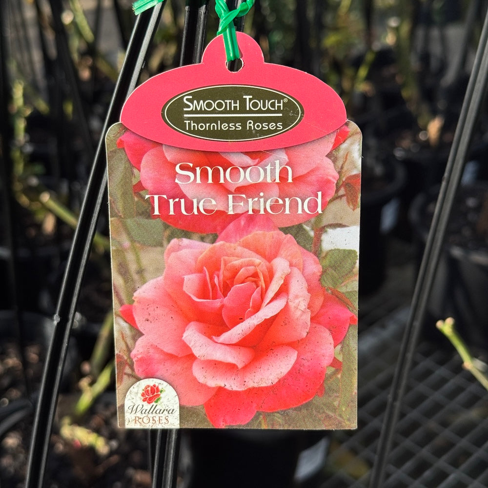 Climbing Rose Smooth Touch True Friend - 20cm Pot