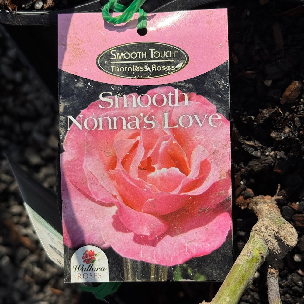 Bush Rose Smooth Touch Nonnas Love - 20cm Pot