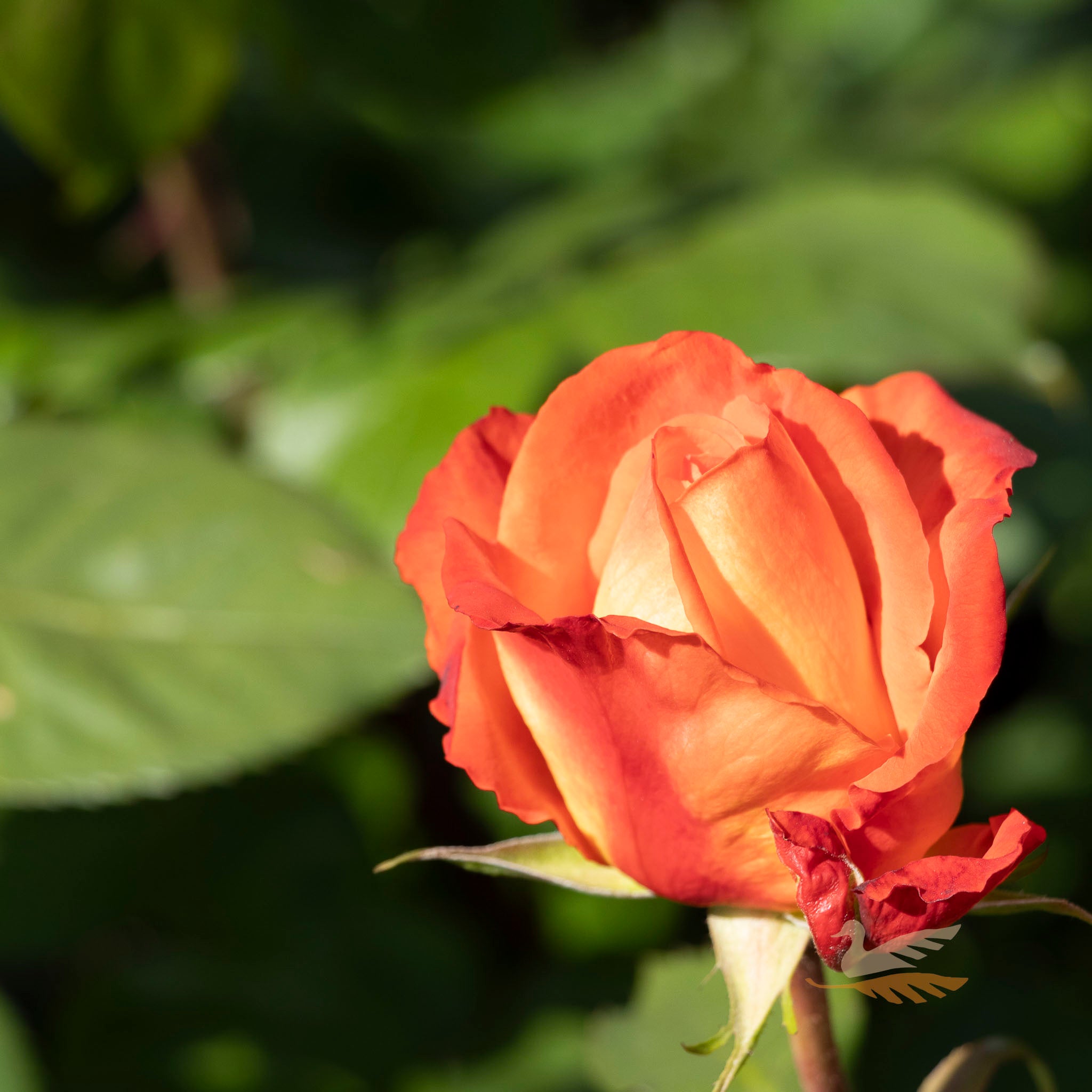 Standard Rose France Libre 3ft/90cm | 23cm Pot