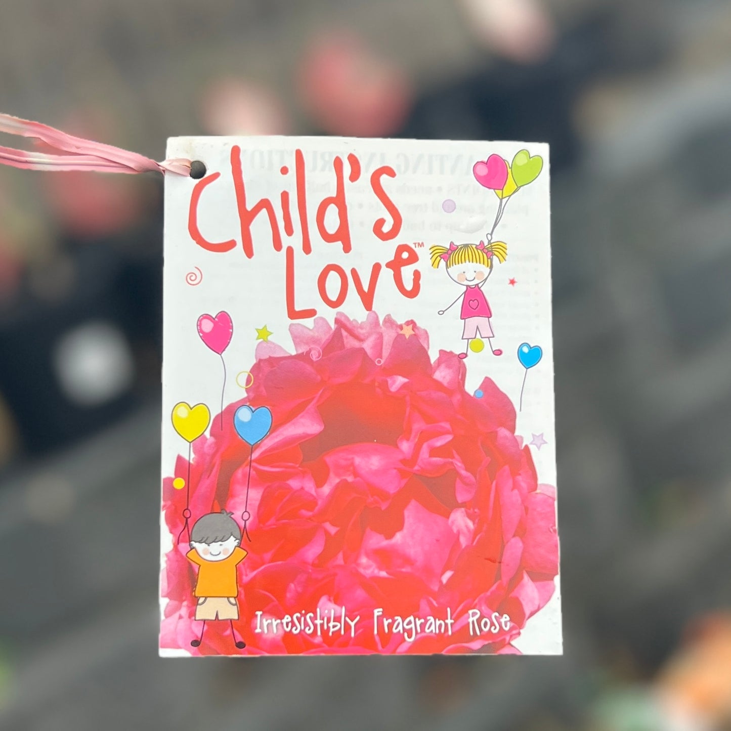 Standard Rose Childs Love - 3ft/90cm | 23cm Pot