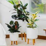 Vellum Tripod -