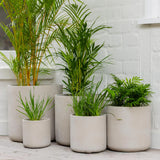 Vellum Cylinder -