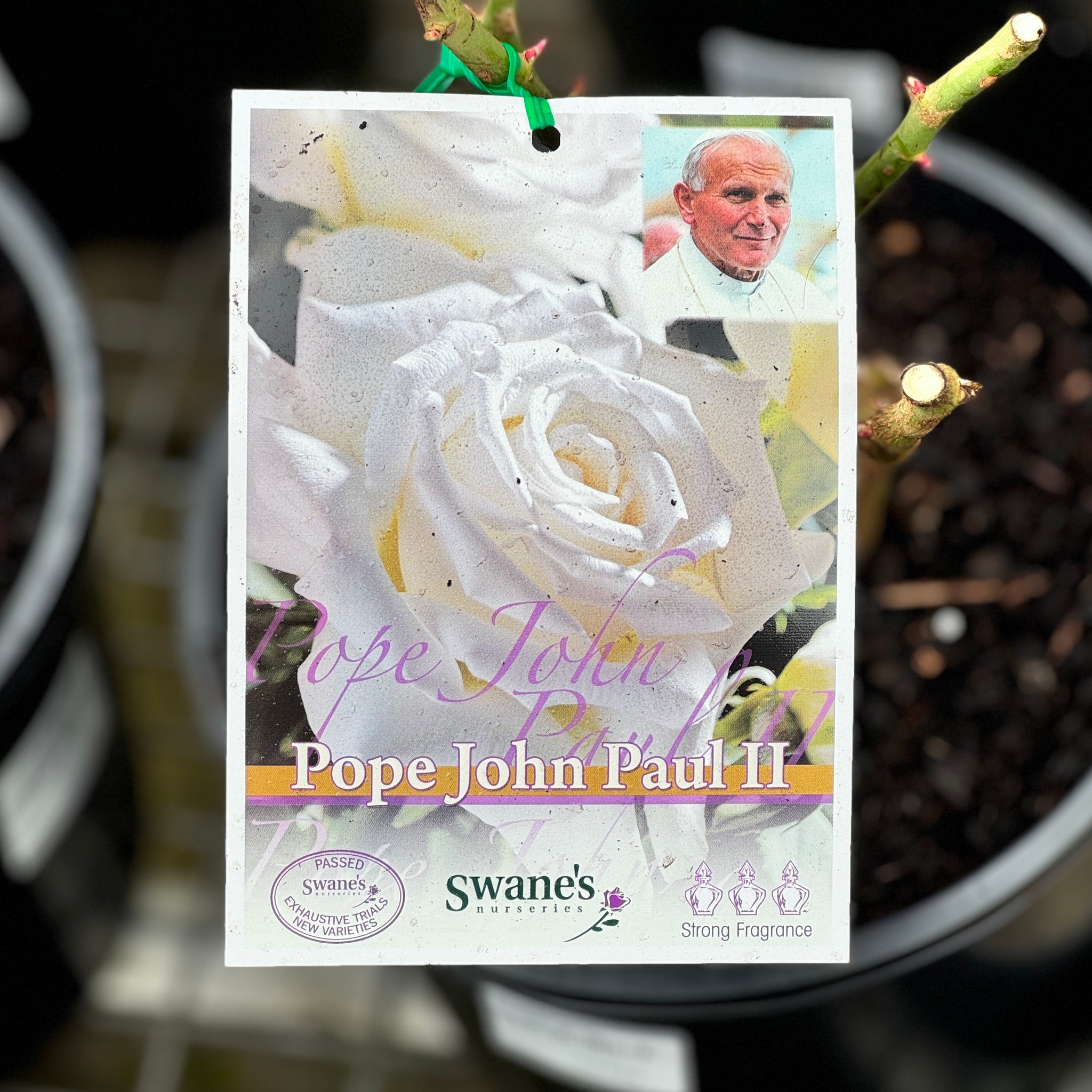 Standard Rose Pope John Paul II - 3ft/90cm | 23cm Pot