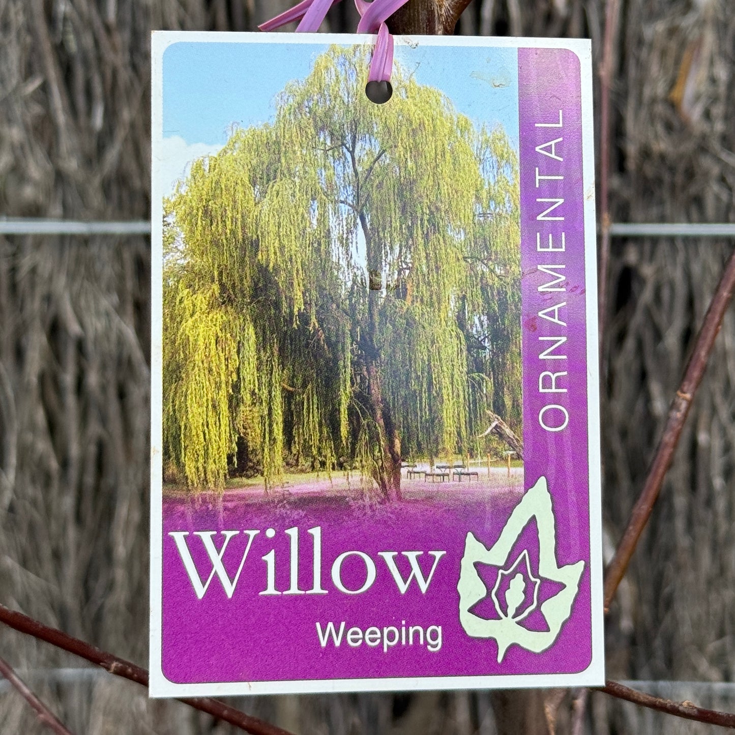 Salix Babylonica 1