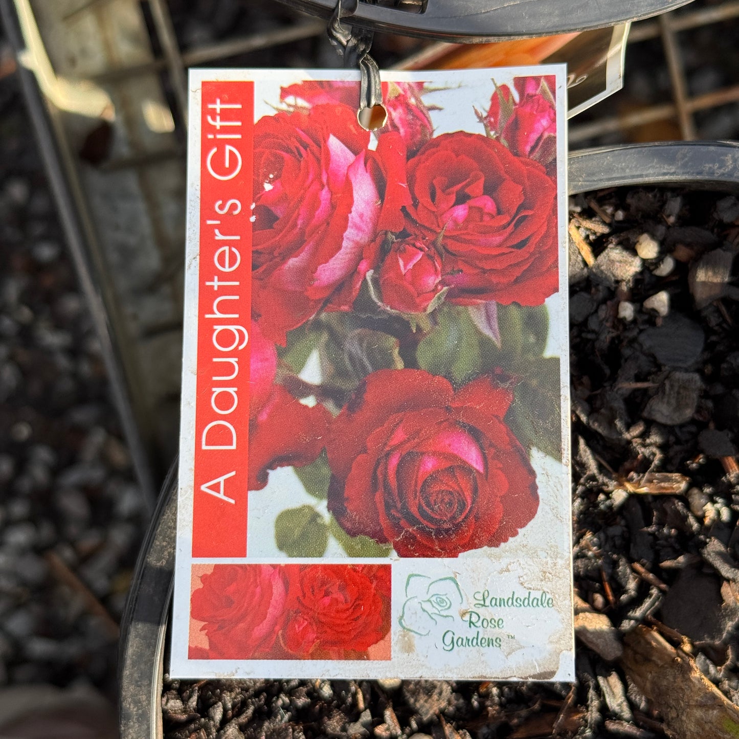 Bush Rose A Daughter's Gift - 20cm Pot