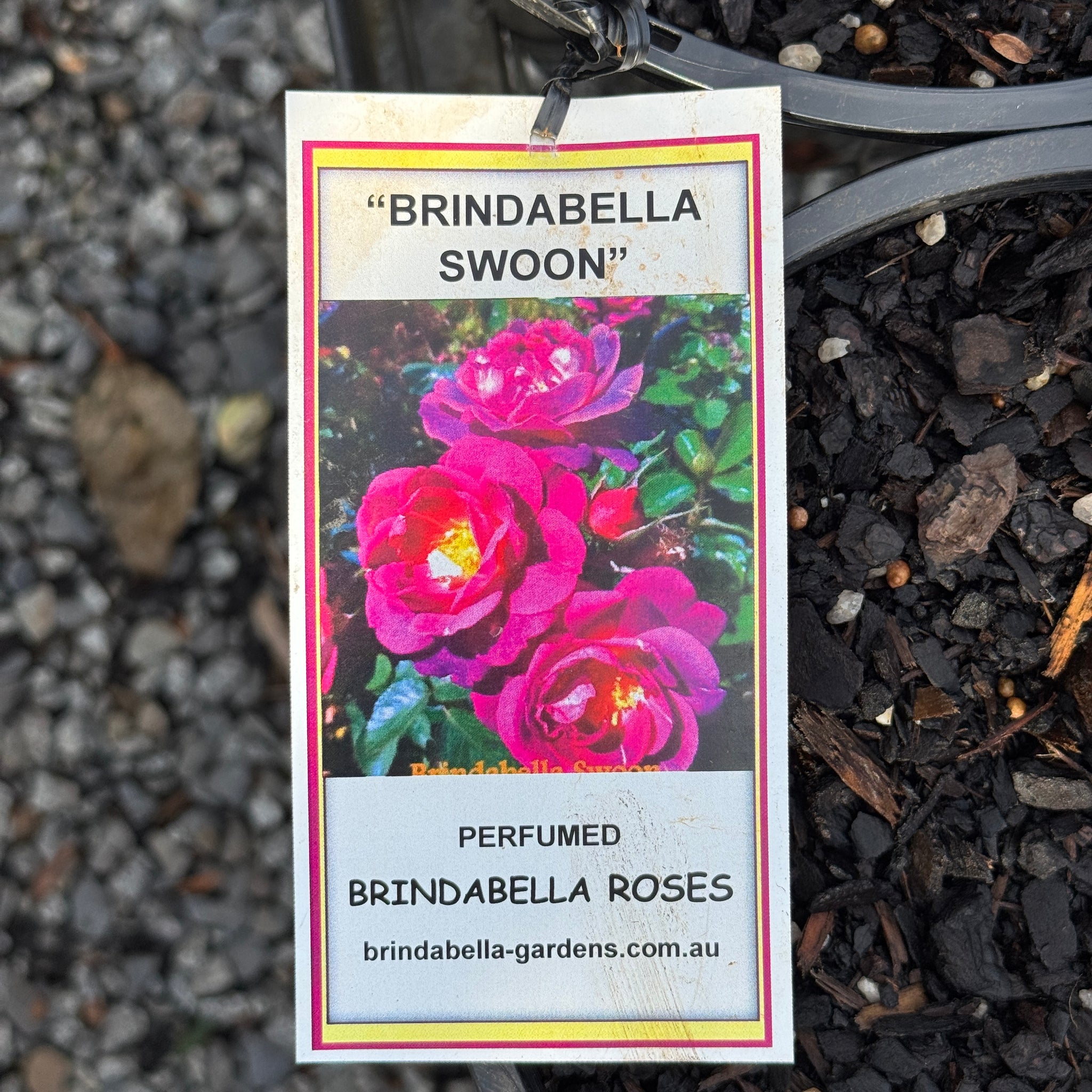 Bush Rose Brindabella Purple Swoon - 20cm Pot