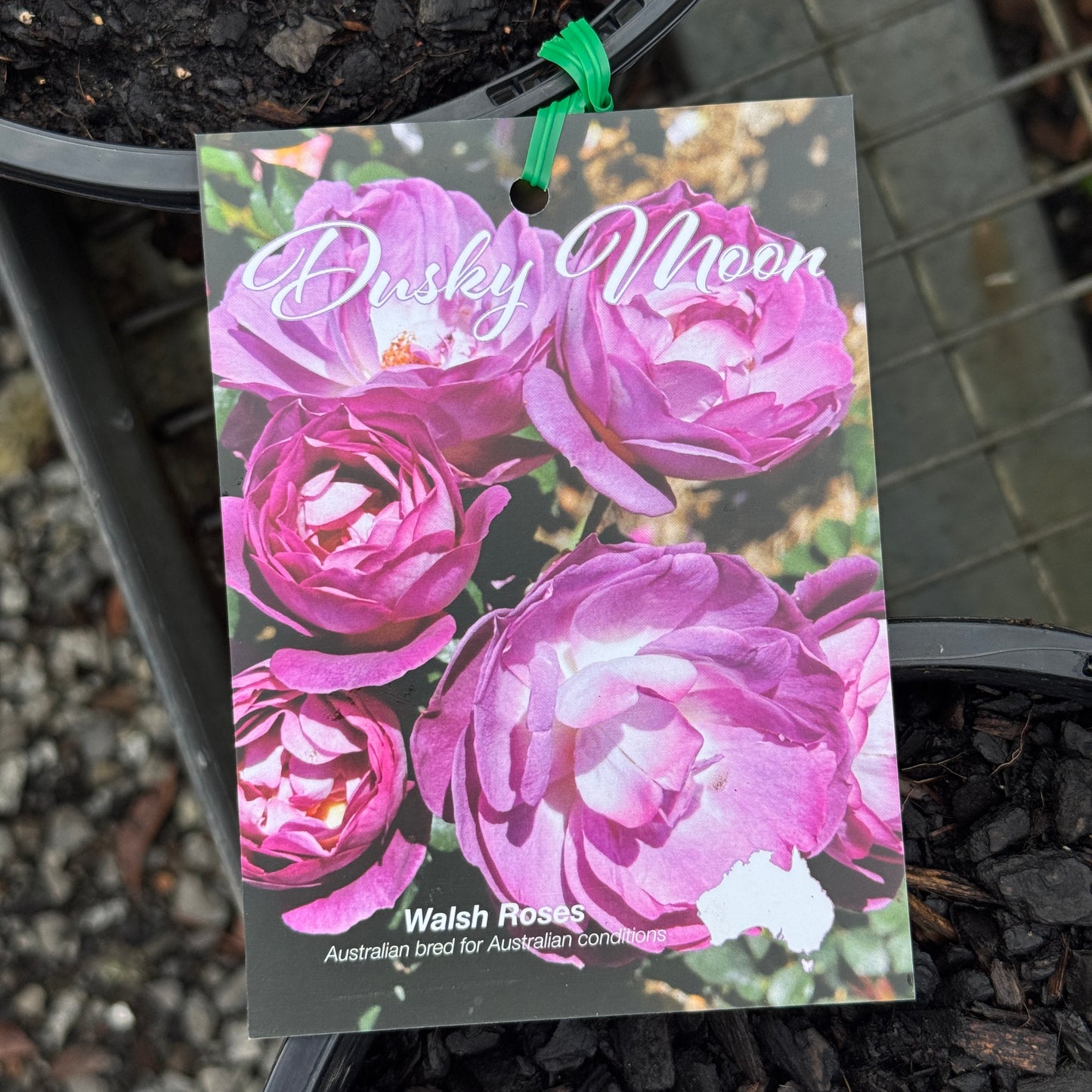 Bush Rose Dusky Moon - 20cm Pot
