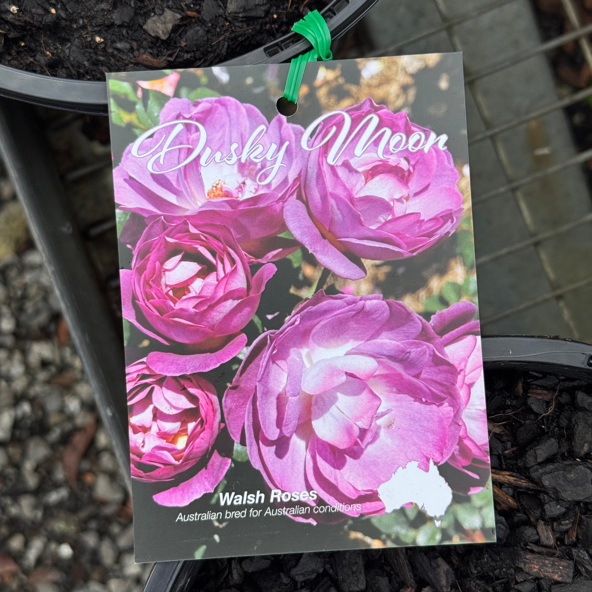 Bush Rose Dusky Moon - 20cm Pot