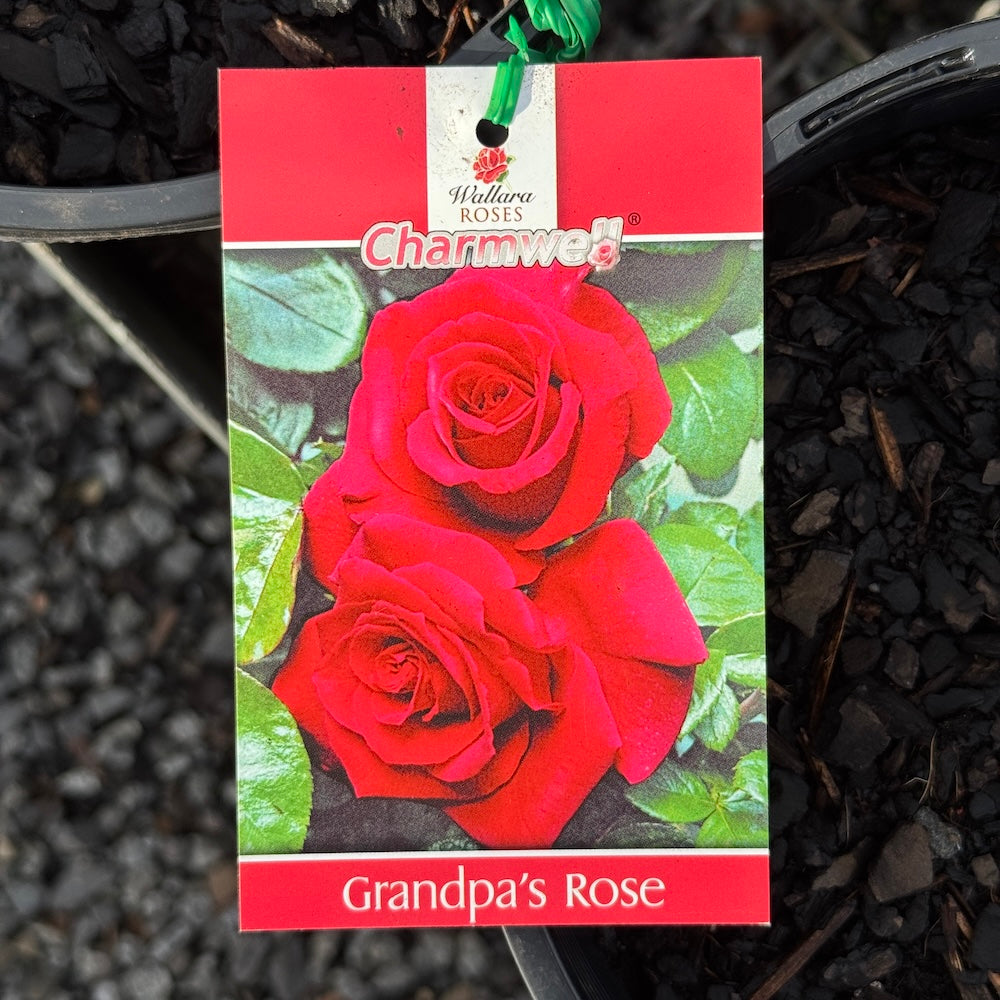 Bush Rose Grandpa's Rose - 20cm Pot