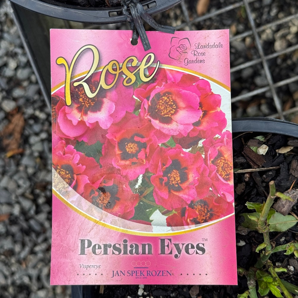 Bush Rose Persian Eyes - 20cm Pot