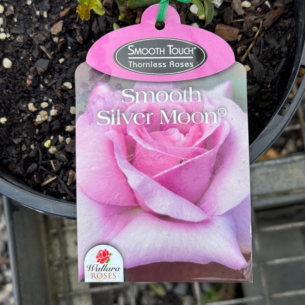 Bush Rose Smooth Touch Silver Moon - 20cm Pot