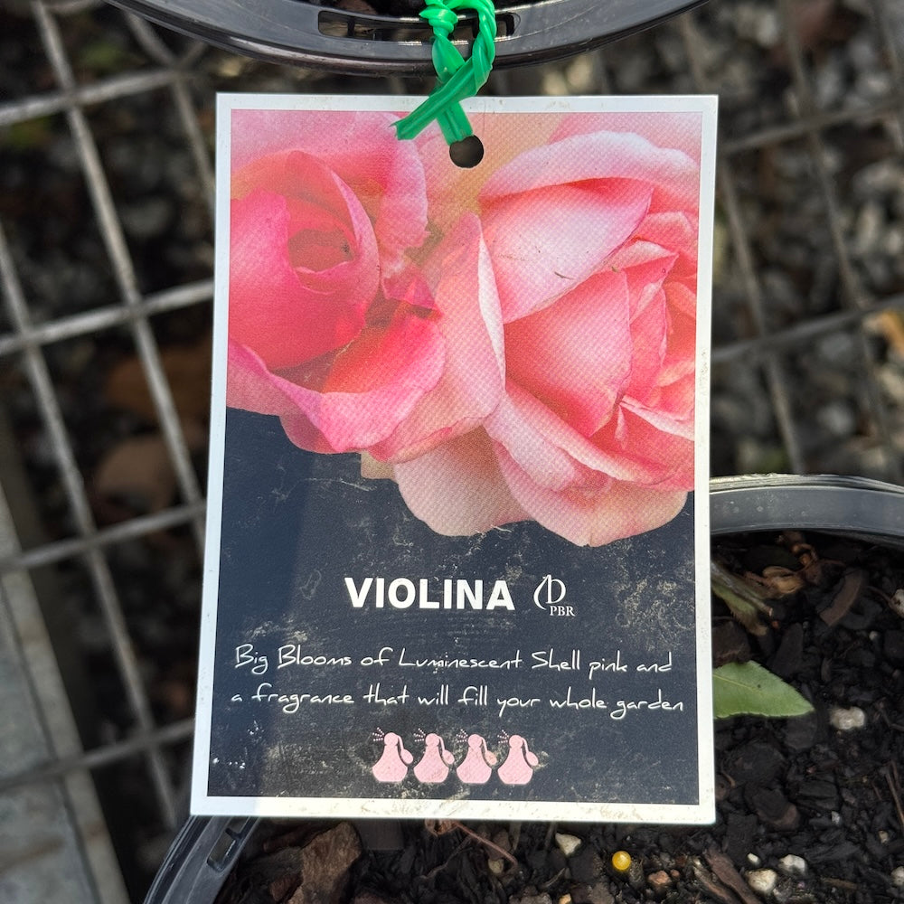 Bush Rose Violina - 20cm Pot