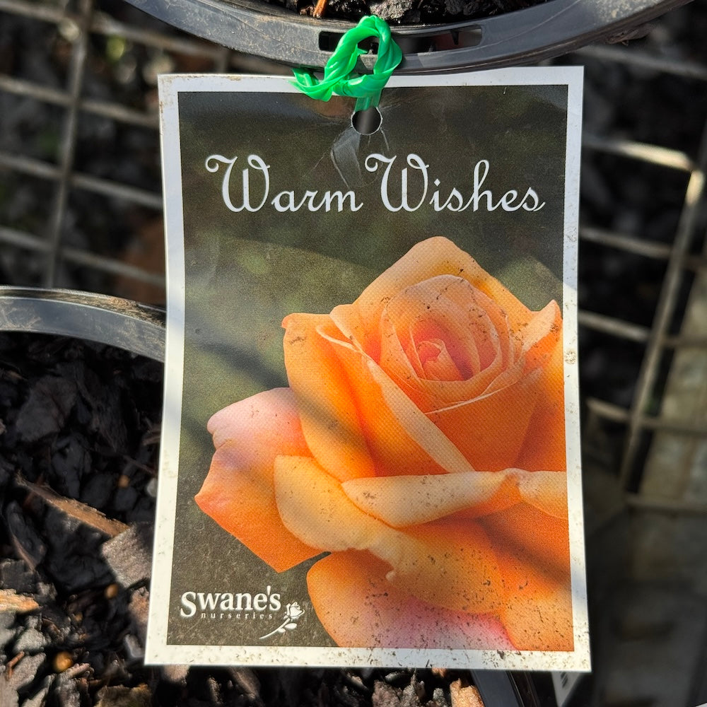 Bush Rose Warm Wishes - 20cm Pot