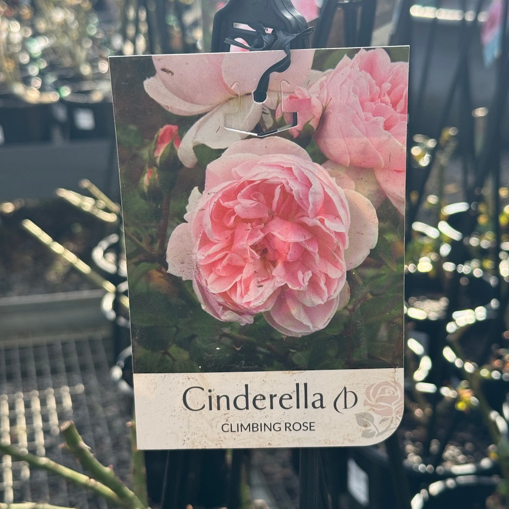 Climbing Rose Cinderella - 20cm Pot
