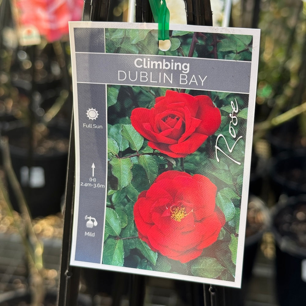 Climbing Rose Dublin Bay - 20cm Pot