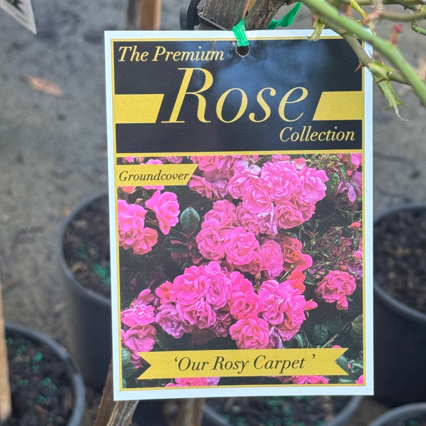 Standard Rose Our Rosy Carpet - 3ft 20cm Pot