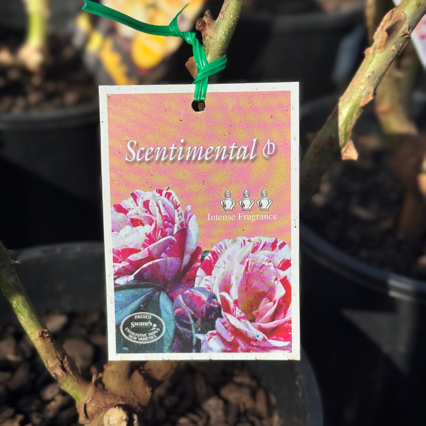 Standard Rose Scentimental - 90cm/3ft | 20cm Pot