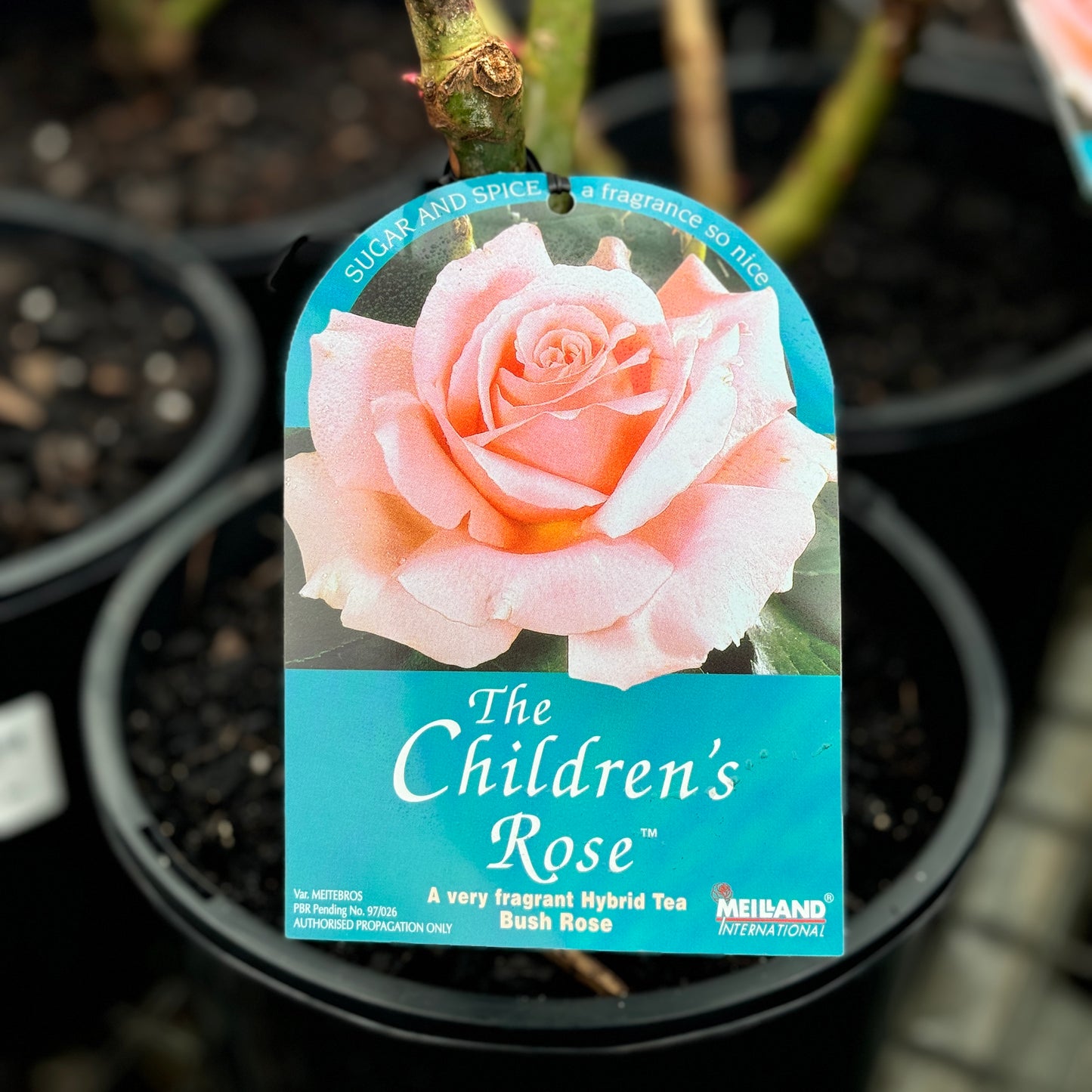 Standard Rose The Childrens Rose - 3ft/90cm | 23cm Pot