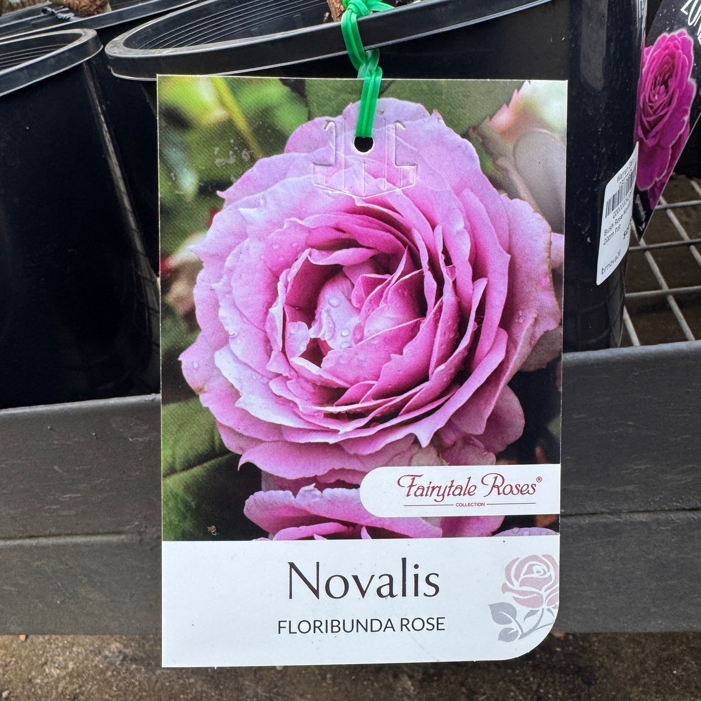 Bush Rose Novalis - 20cm Pot