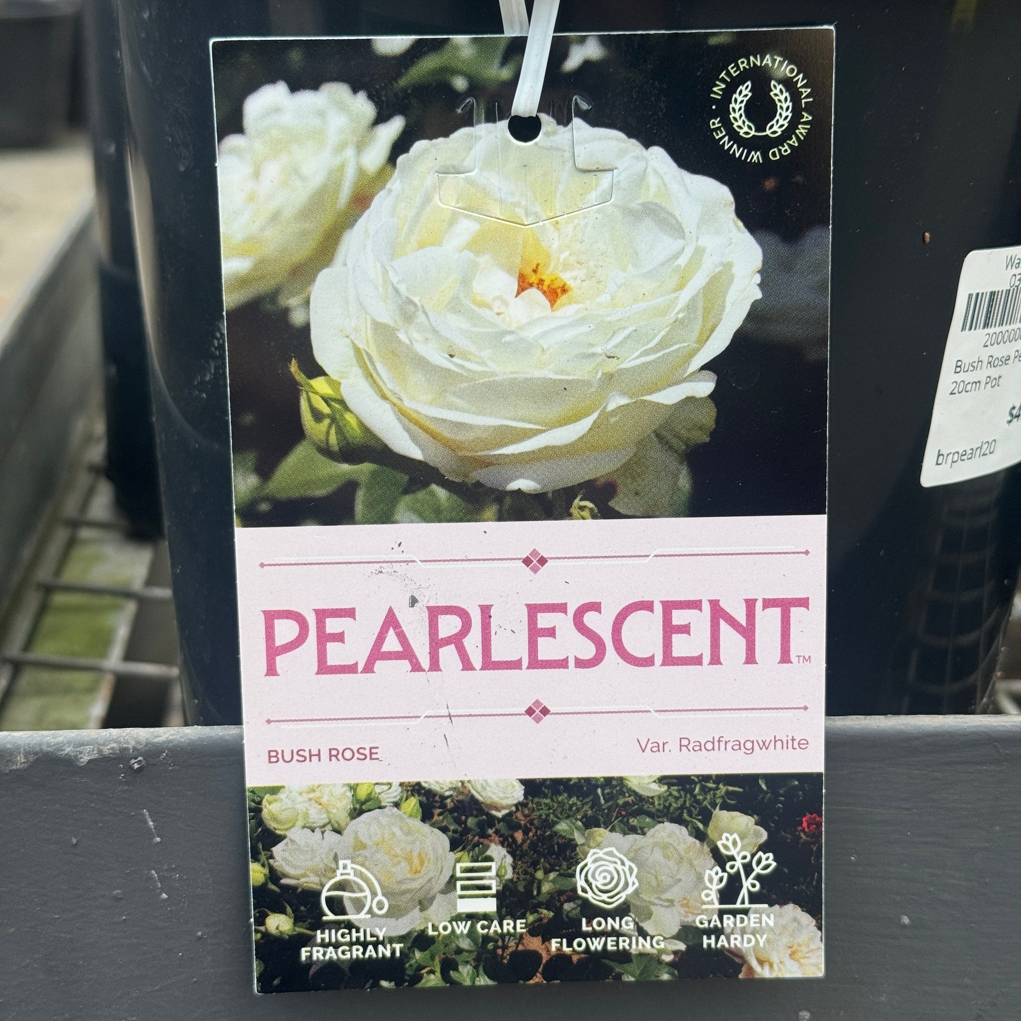 Bush Rose Pearlescent - 20cm Pot