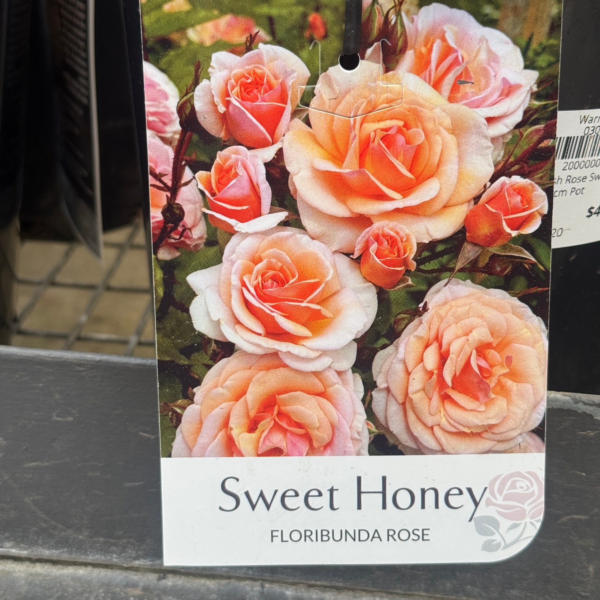 Bush Rose Sweet Honey - 20cm Pot