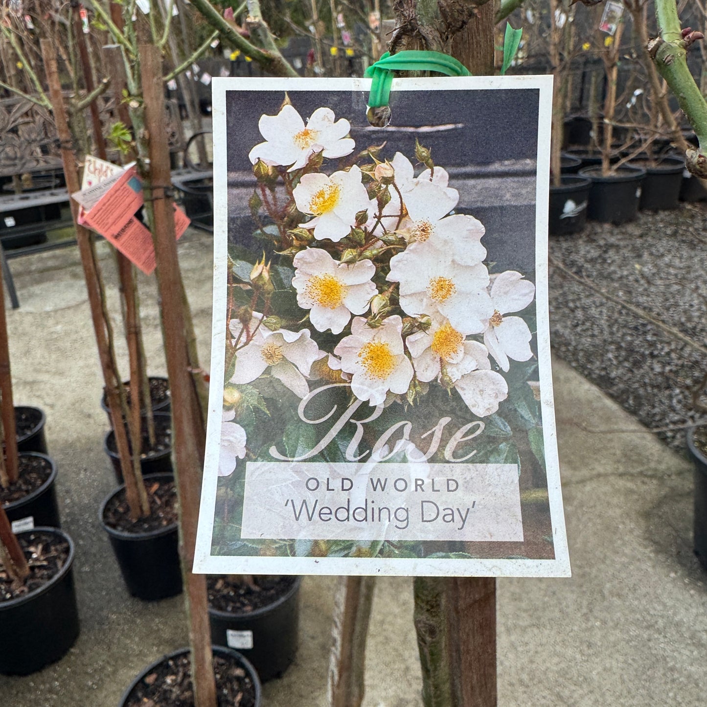 Standard Rose Wedding Day - 3ft/90cm | 23cm Pot