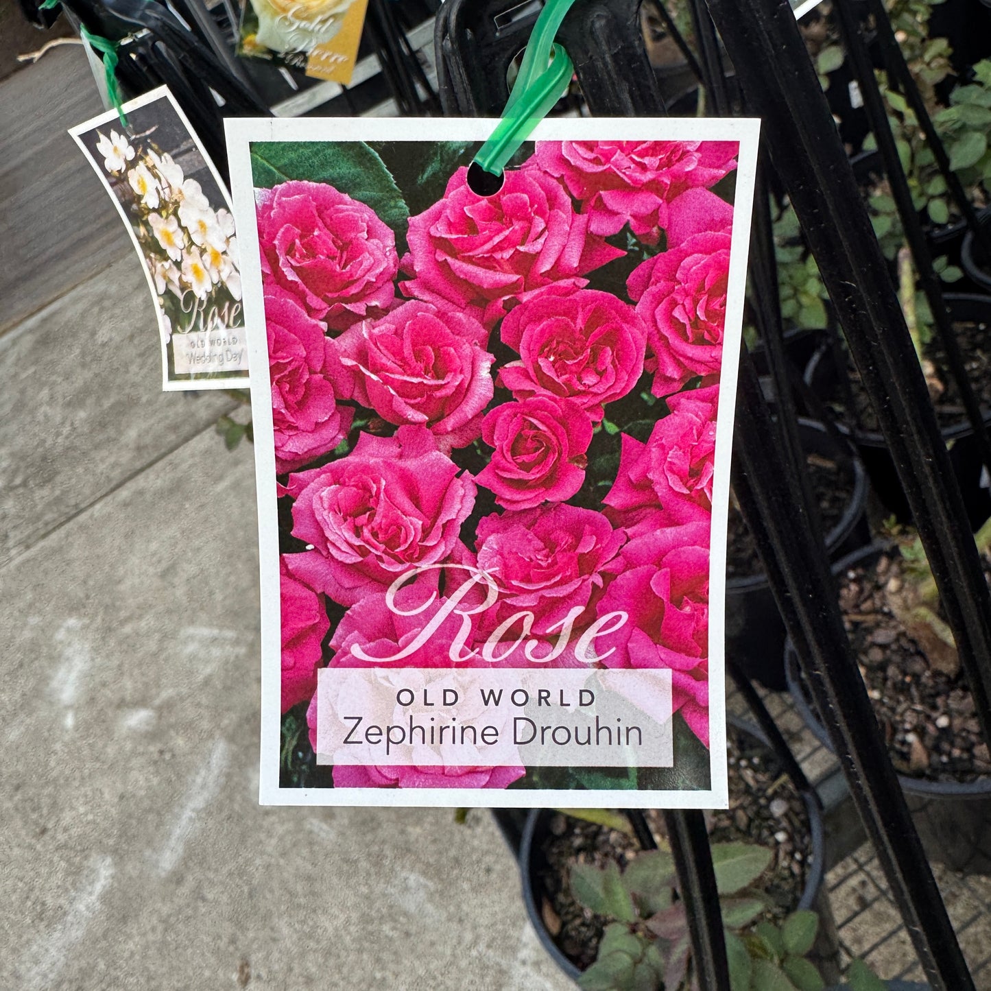 Climbing Rose Zepherine Drouhin - 20cm Pot