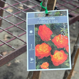 Standard Rose Jubilee 150 - 90cm/3ft | 20cm Pot