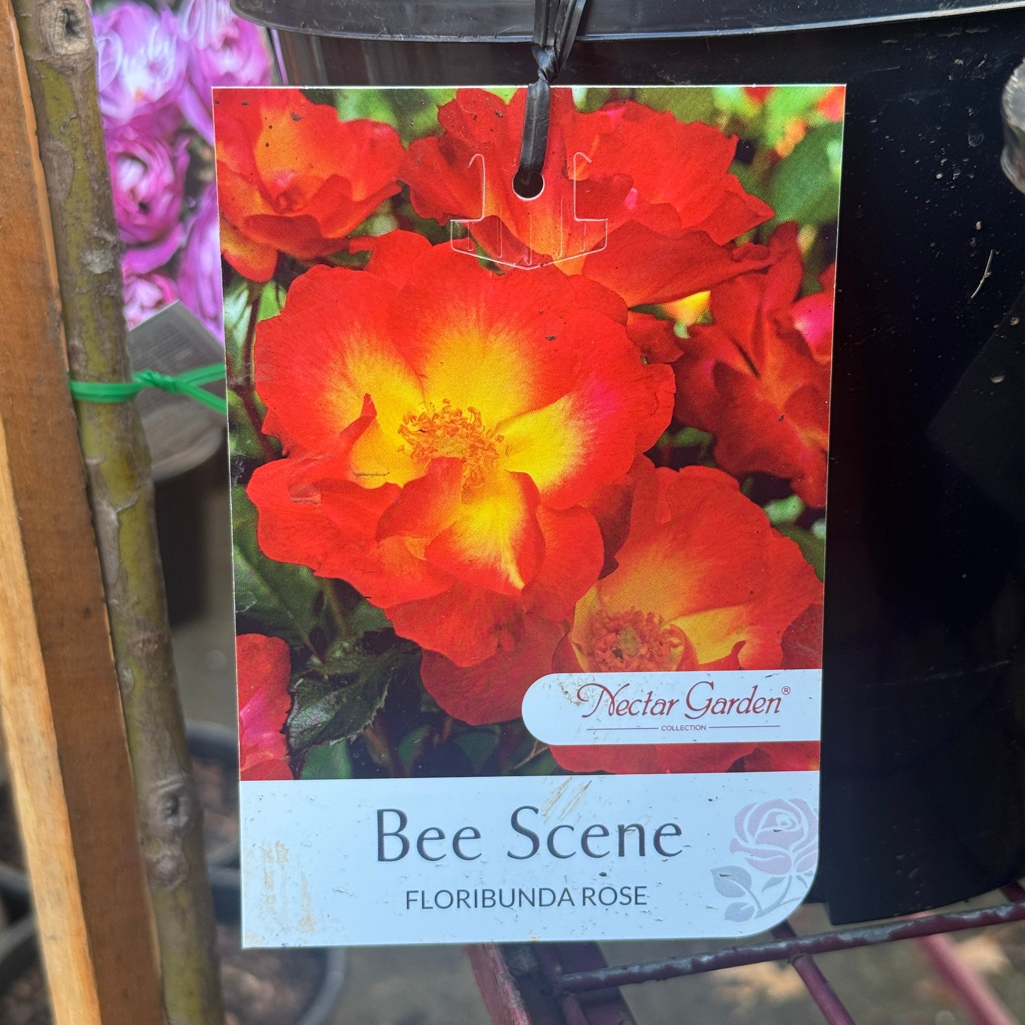 Bush Rose Bee Scene - 20cm Pot