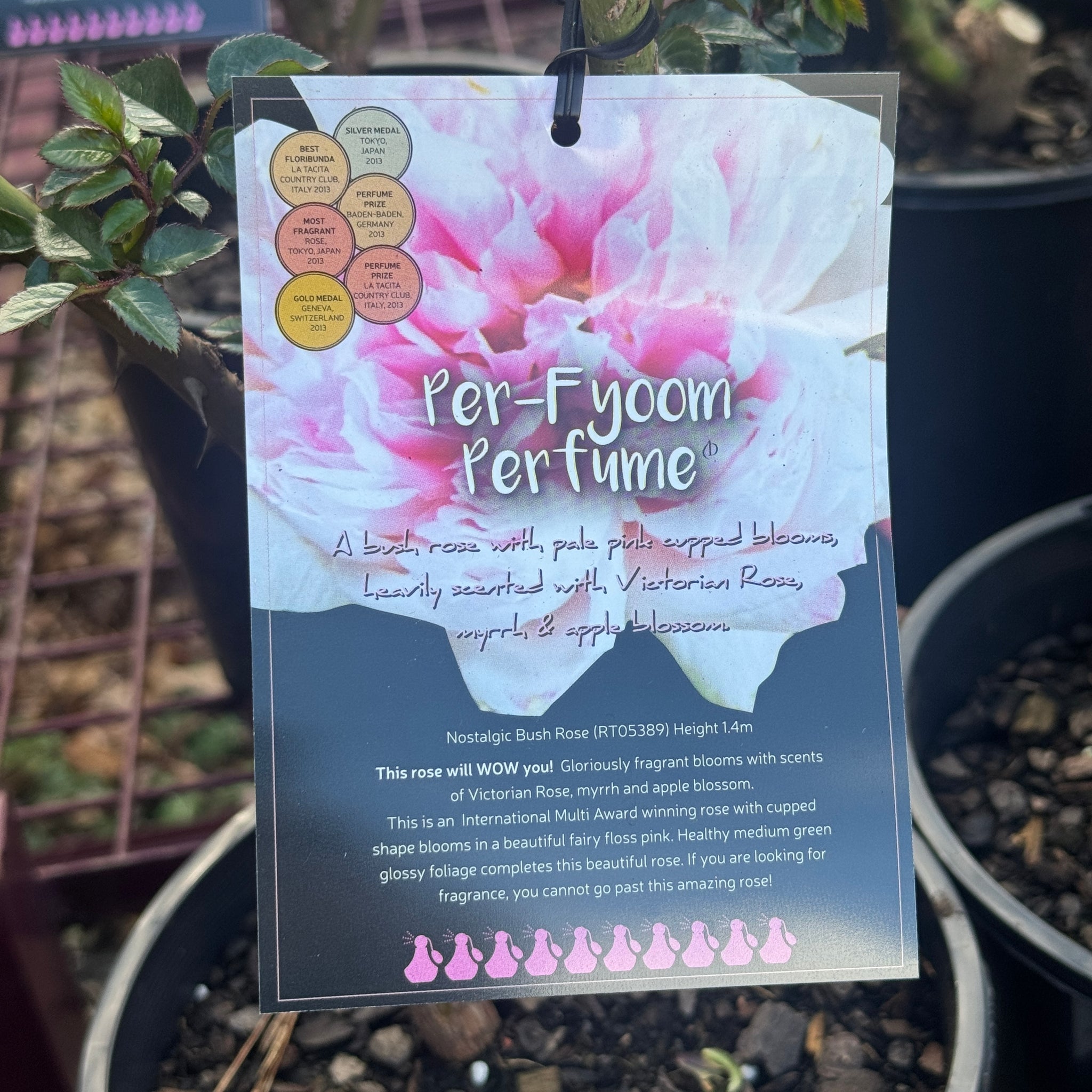 Bush Rose Per-fyoom Perfume - 20cm Pot