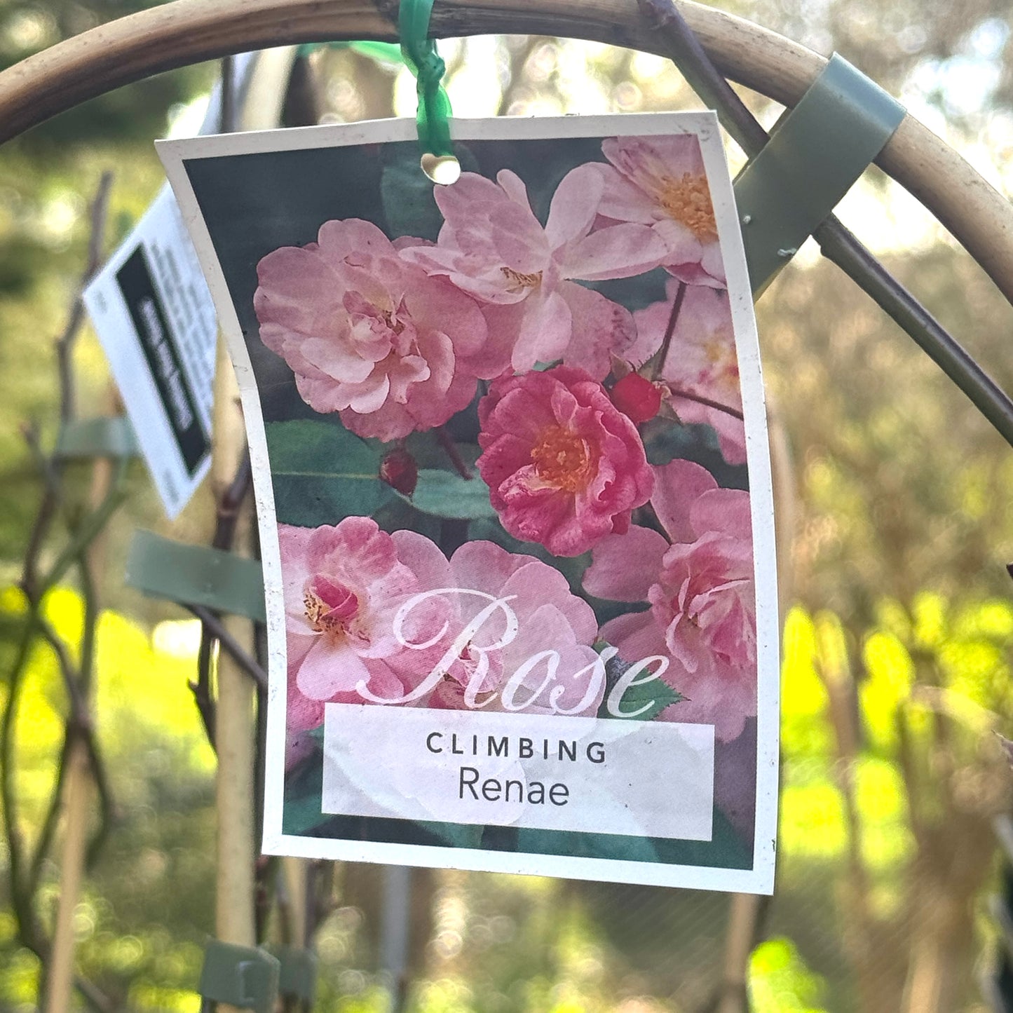 Climbing Rose Renae - 20cm Pot