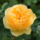 David Austin Bush Rose Graham Thomas - 20cm Pot