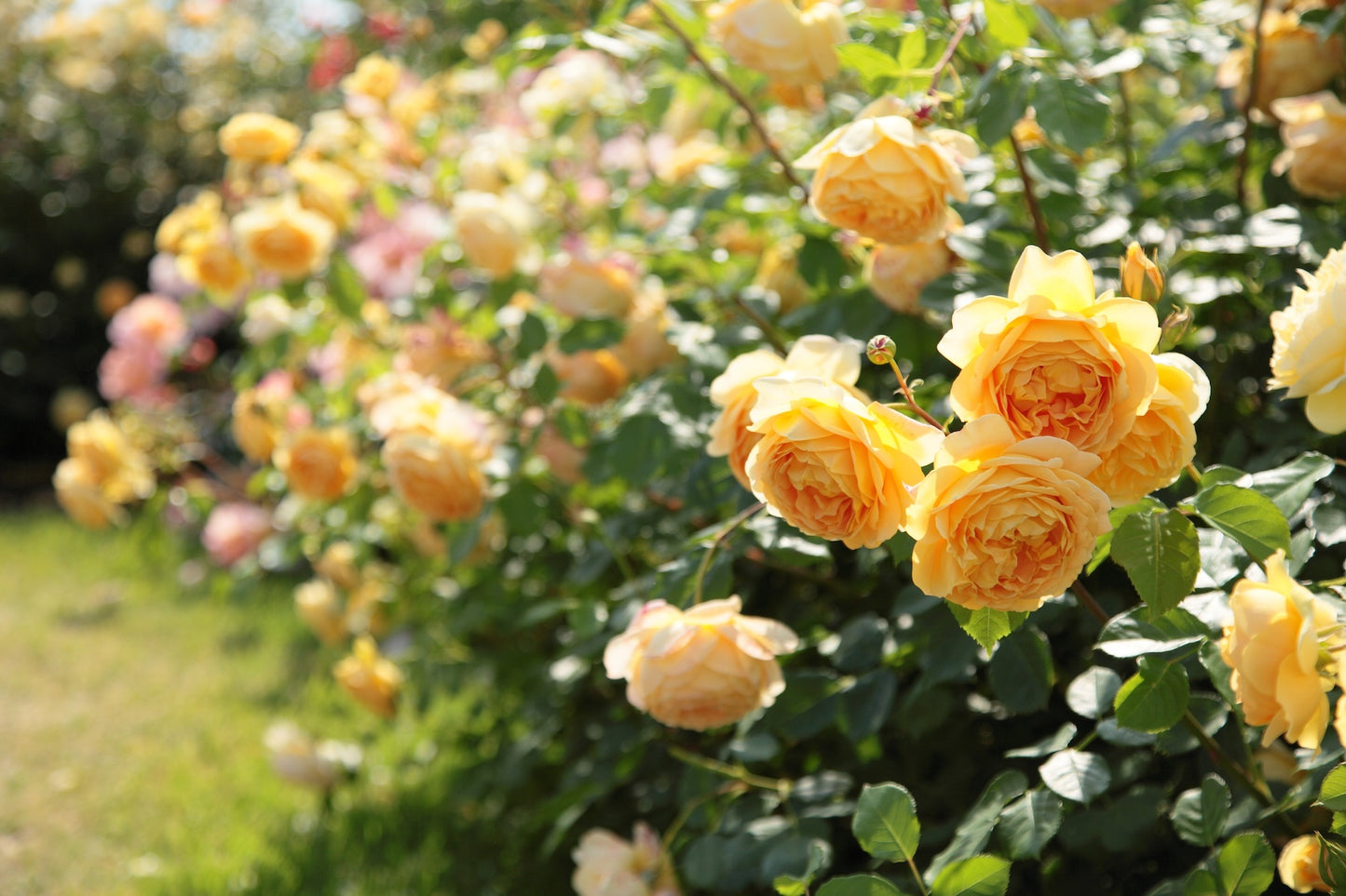 David Austin Bush Rose Graham Thomas - 20cm Pot