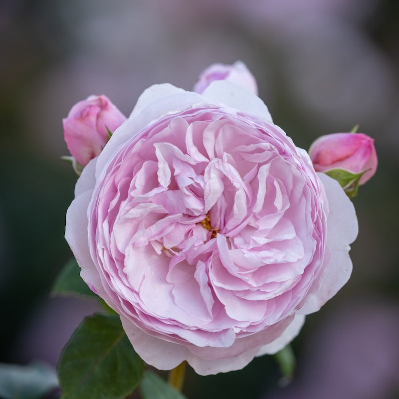 David Austin Bush Rose Olivia Austin - 20cm Pot