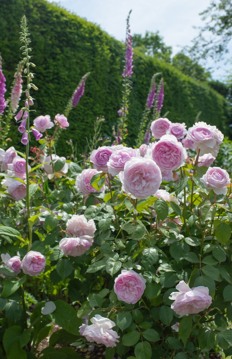 David Austin Bush Rose Olivia Austin - 20cm Pot