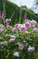 David Austin Bush Rose Olivia Austin - 20cm Pot