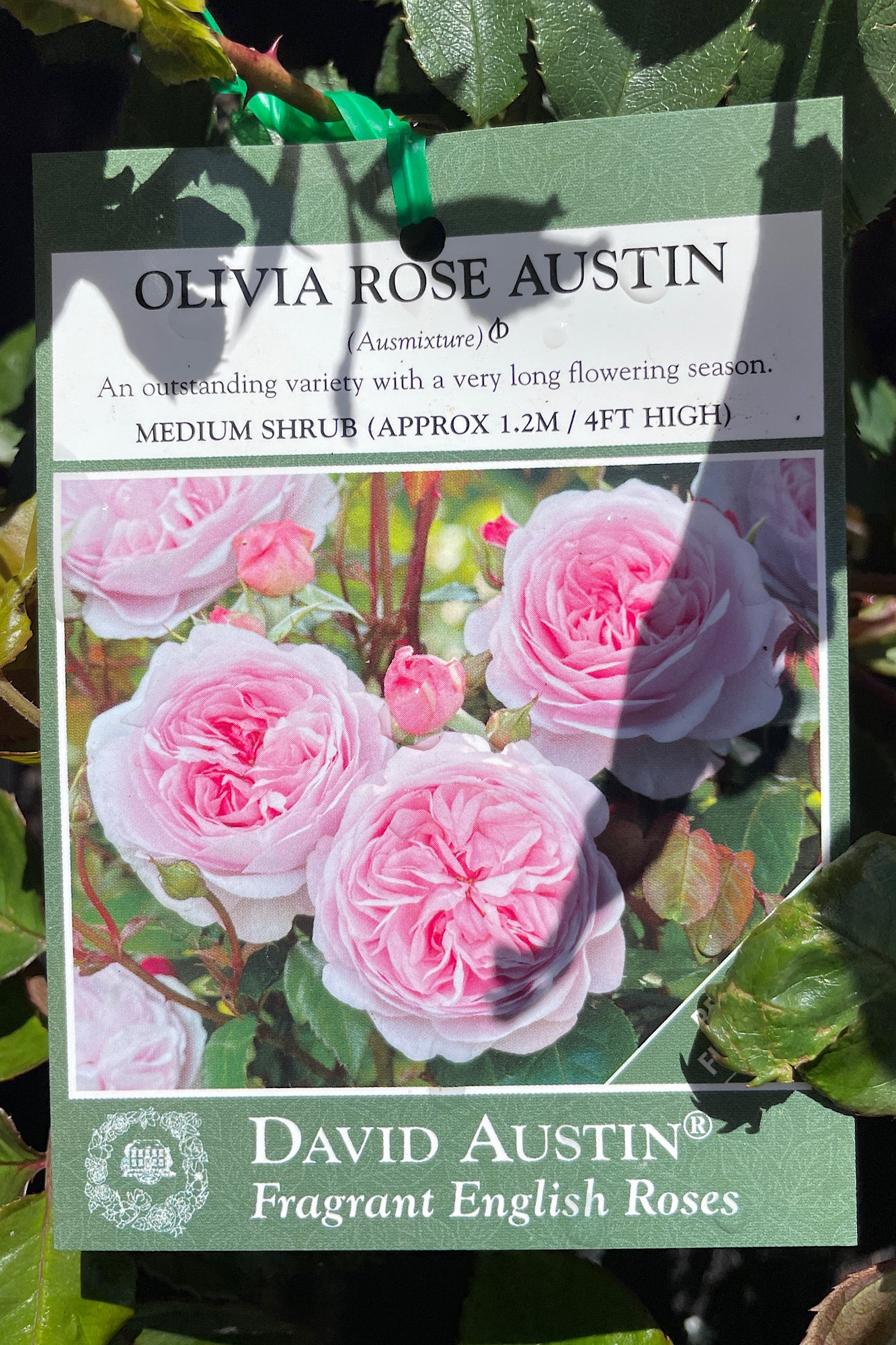 David Austin Bush Rose Olivia Austin - 20cm Pot
