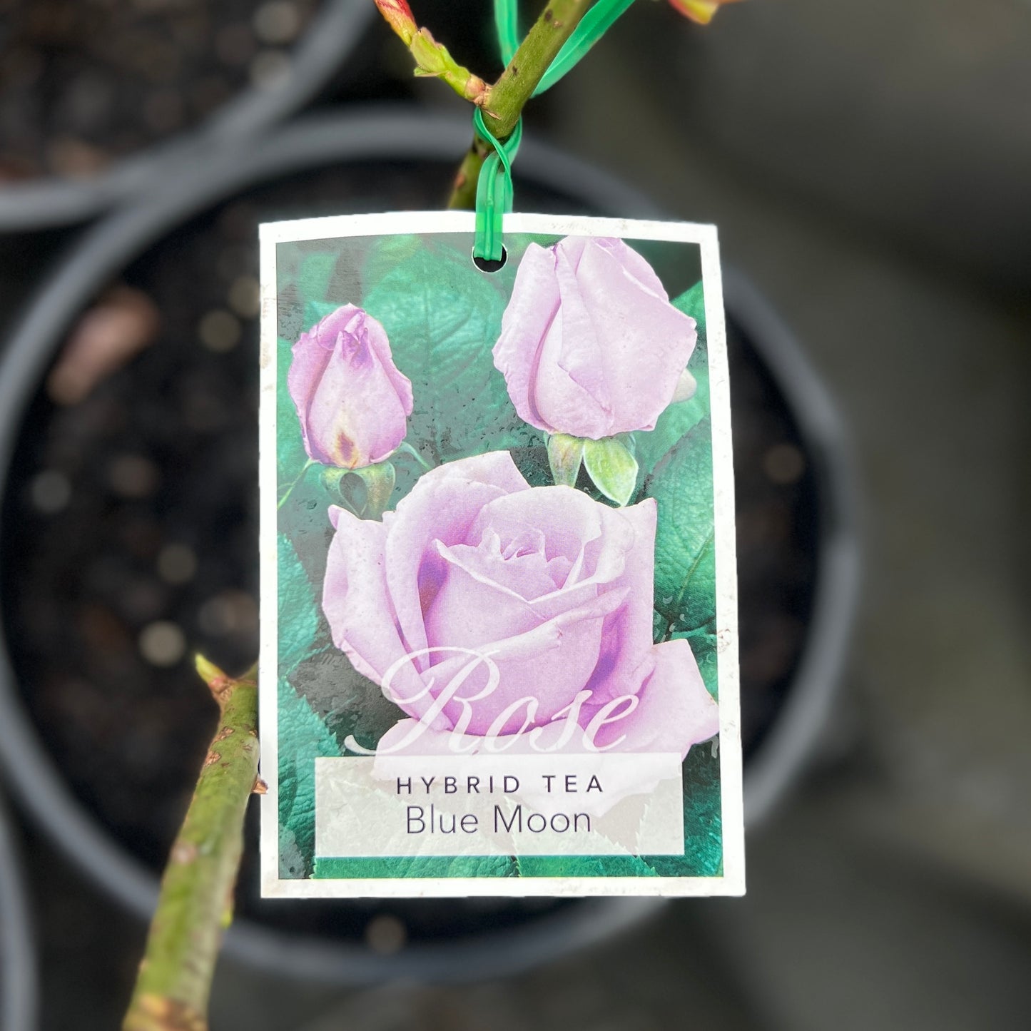 Standard Rose Blue Moon - 90cm/3ft | 25cm Pot