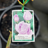 Standard Rose Blue Moon - 90cm/3ft | 25cm Pot
