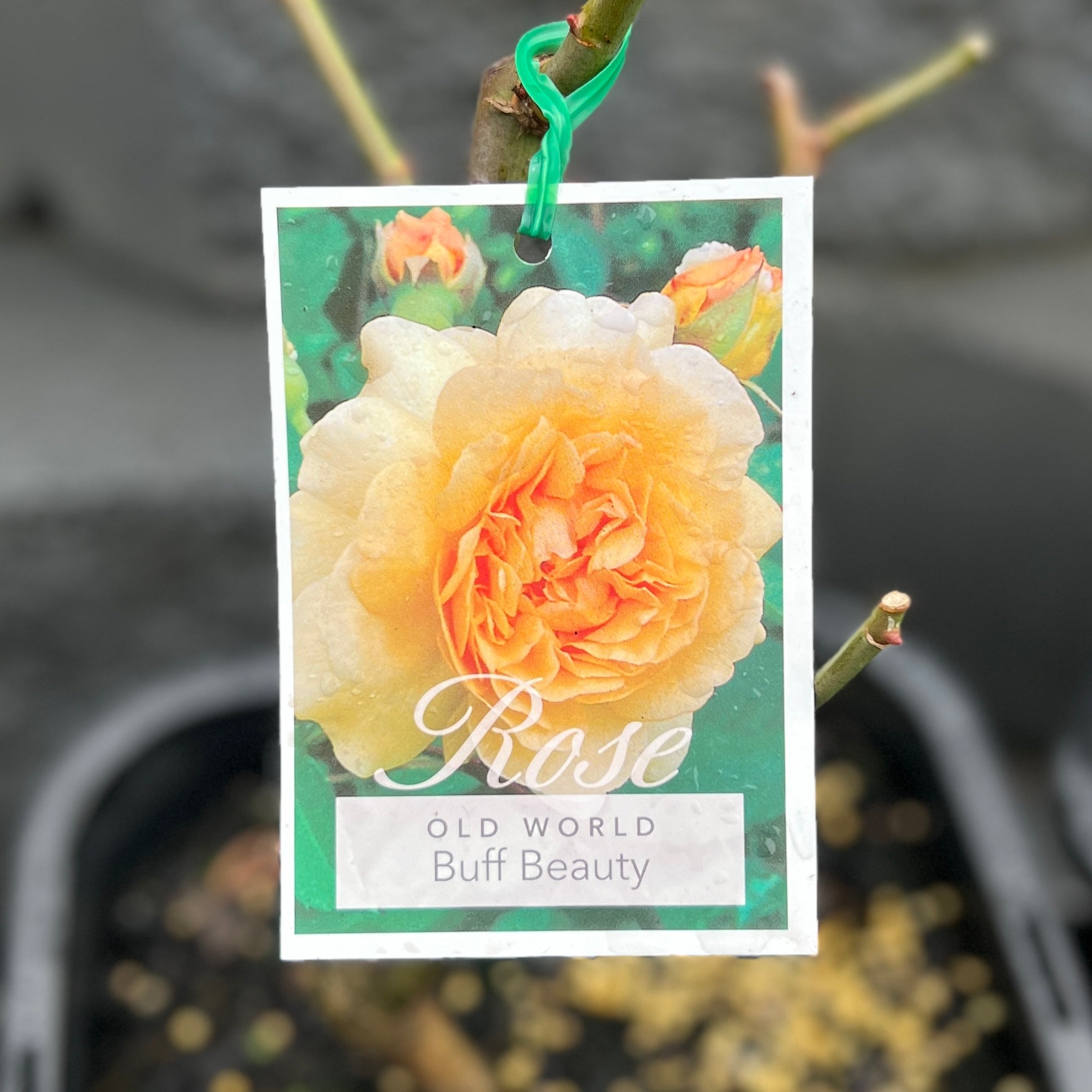 Standard Rose Buff Beauty - 6ft/180cm Standard
