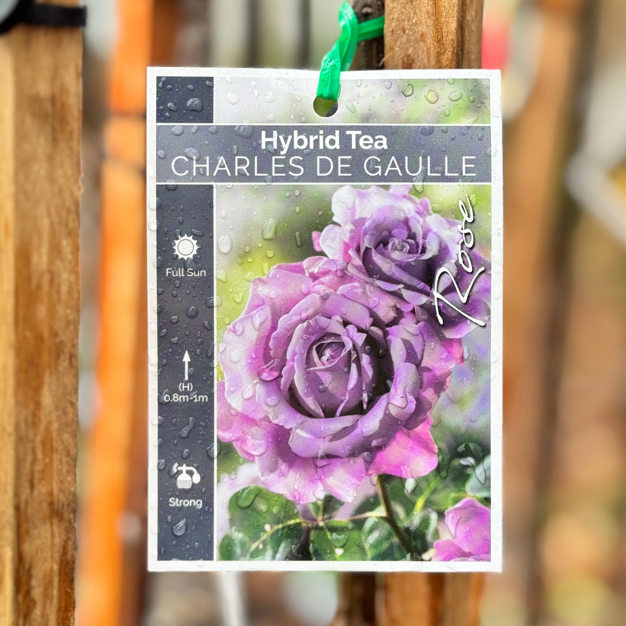 Standard Rose Charles de Gaulle - 90cm/3ft | 25cm Pot