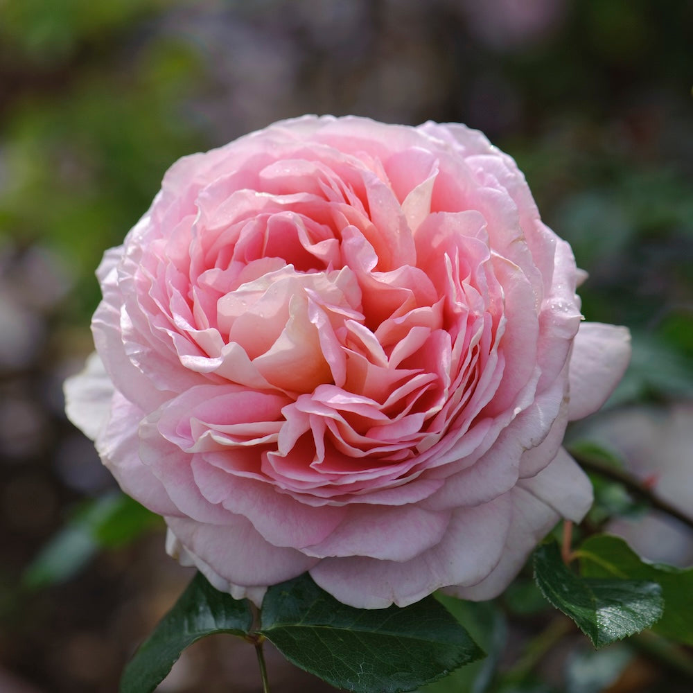 Standard Rose David Austin Abraham Darby - 90cm/3ft | 25cm Pot