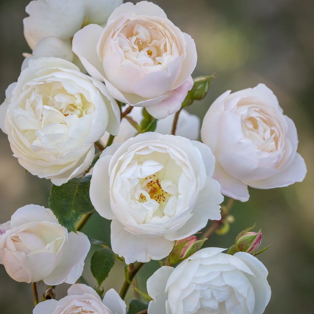 Standard Rose David Austin Desdemona - 90cm/3ft | 25cm Pot