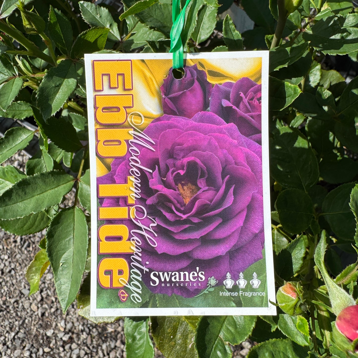Standard Rose Ebb Tide - 90cm/3ft | 25cm Pot